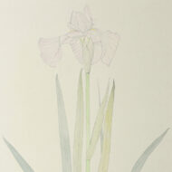村田茂樹「菖蒲」0