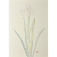 「菖蒲」