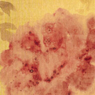 村上華岳「牡丹」0